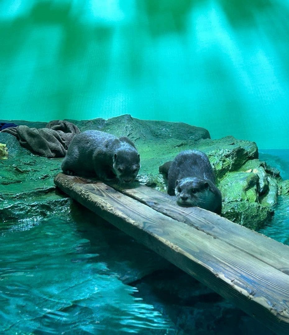 Shinagawa Aquarium Shinagawa Aquarium