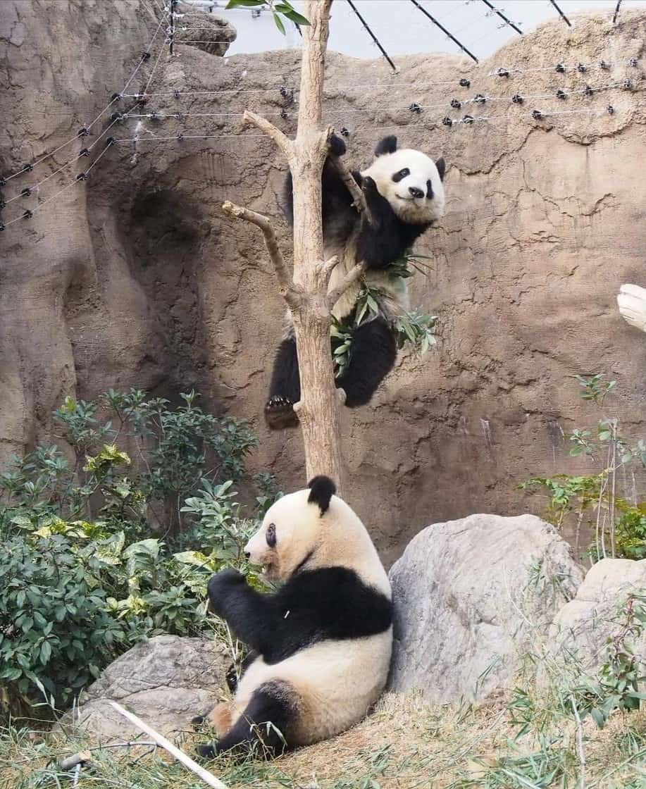 Zoológico de Ueno Zoológico de Ueno