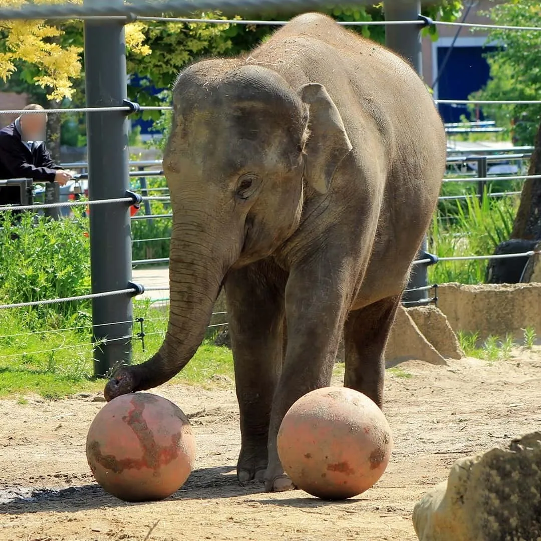 artis zoo amsterdam artis zoo amsterdam