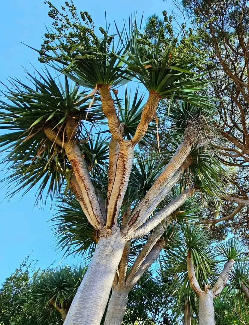 Jardim Botânico da Madeira Jardim Botânico da Madeira