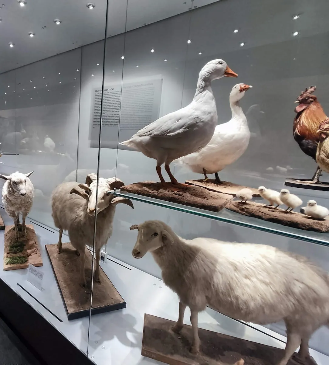 National Museum National Museum