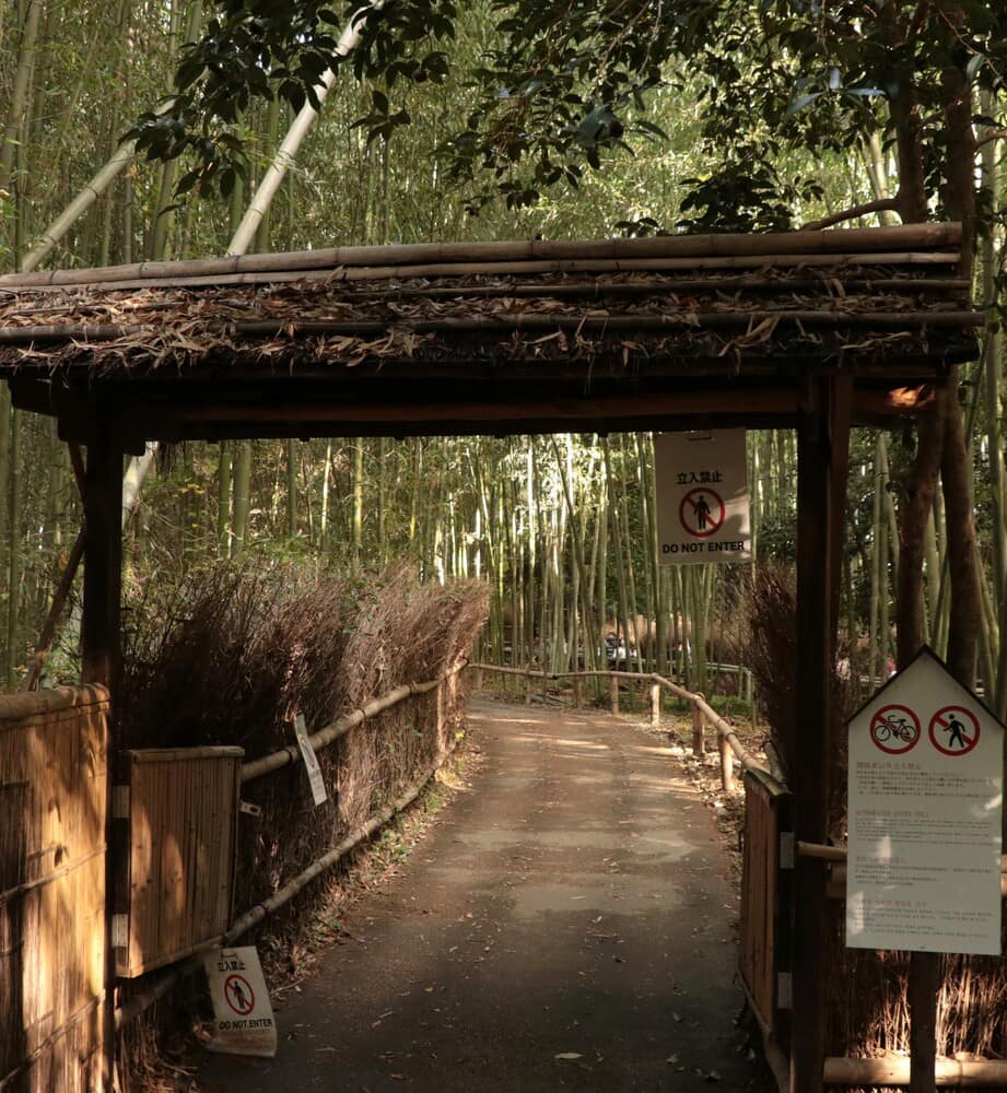 Bosque de bambú Bosque de bambú