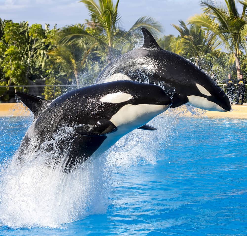 Loro Parque Loro Parque