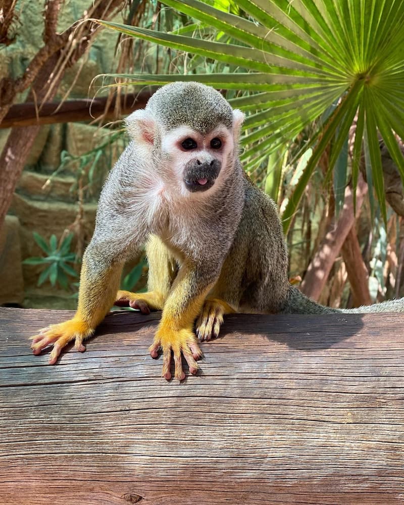 Monkey Park Monkey Park