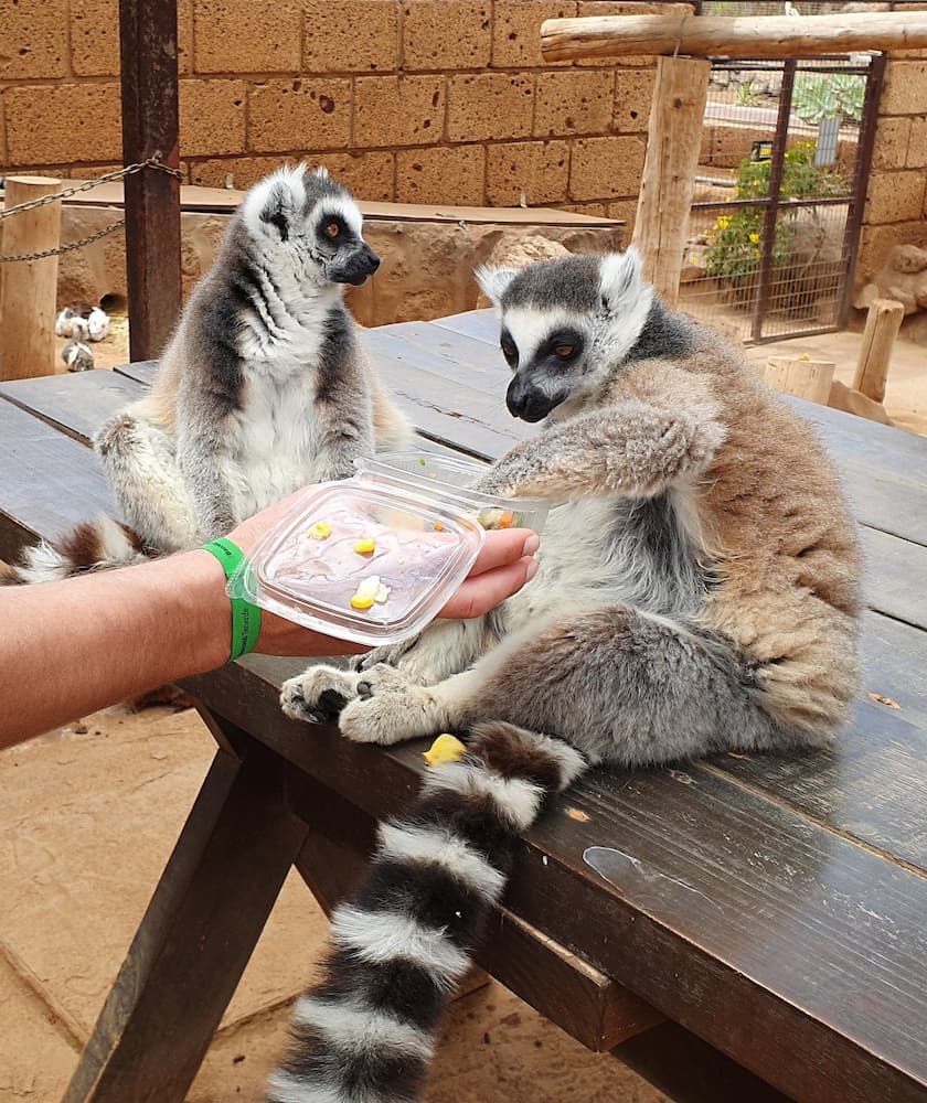 Monkey Park Monkey Park