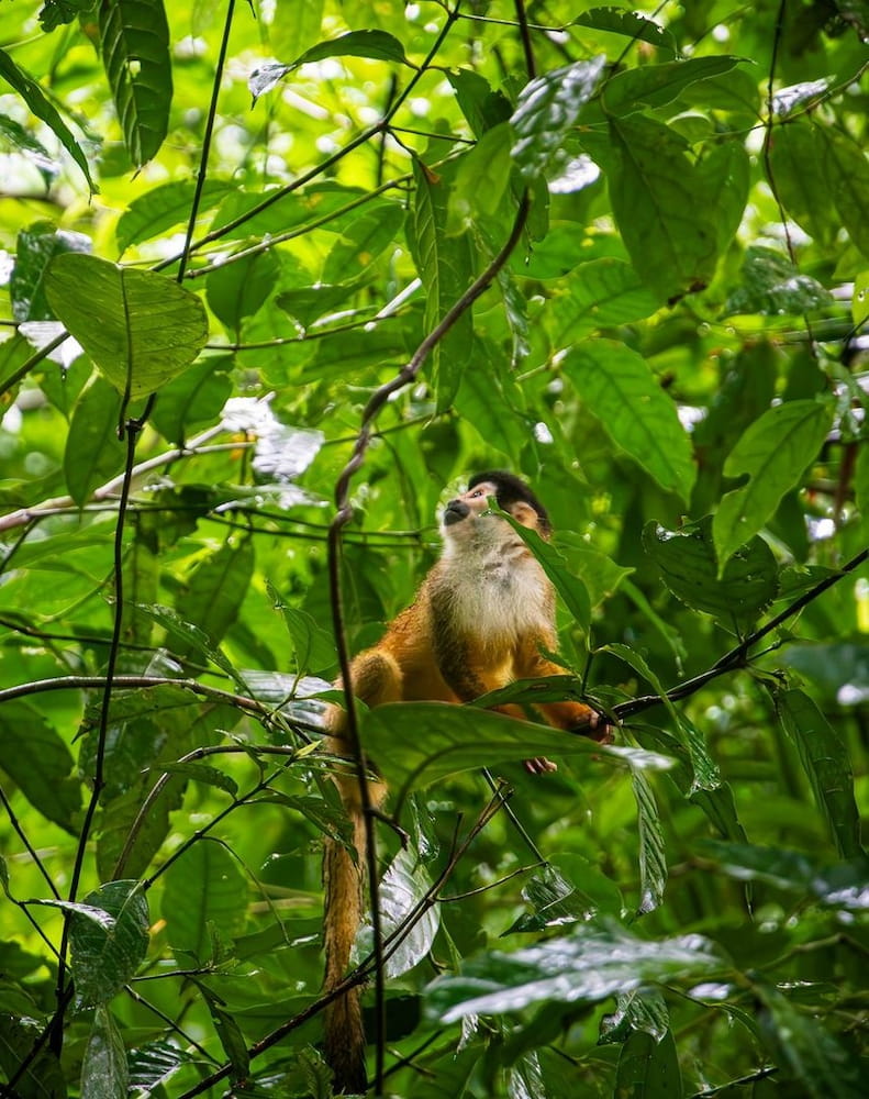 Corcovado-National-Park-1 Corcovado National Park 1