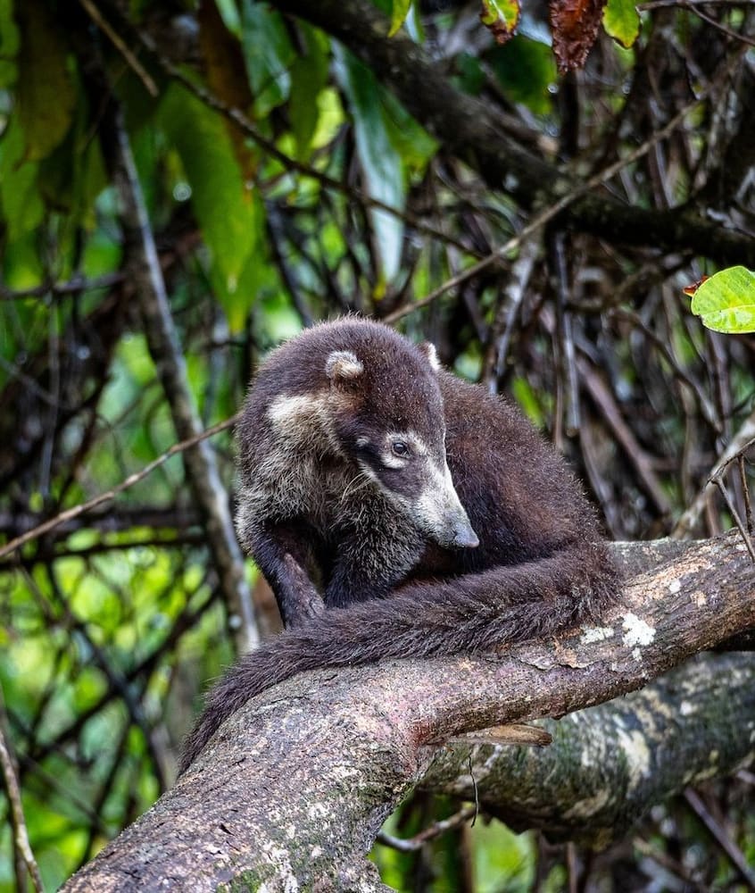 Corcovado-National-Park-2 Corcovado National Park 2