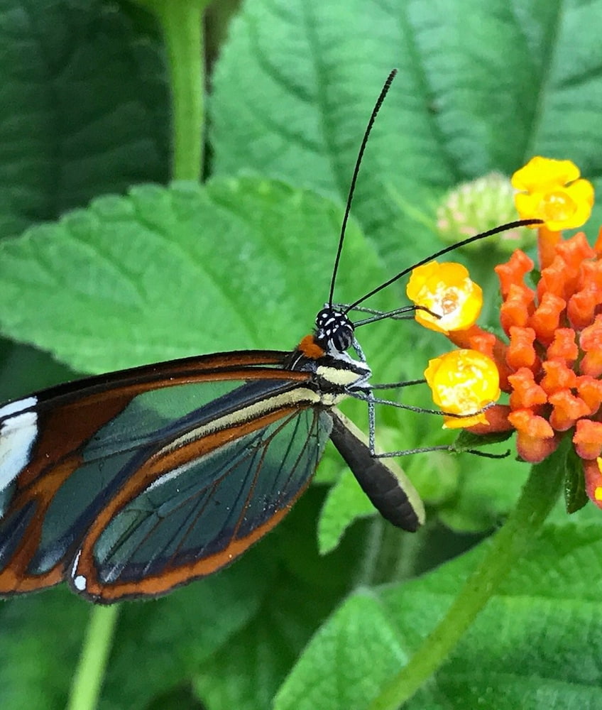 Monteverde Monteverde