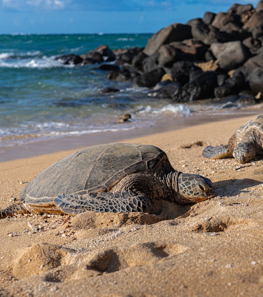 Paia, Maui Paia, Maui