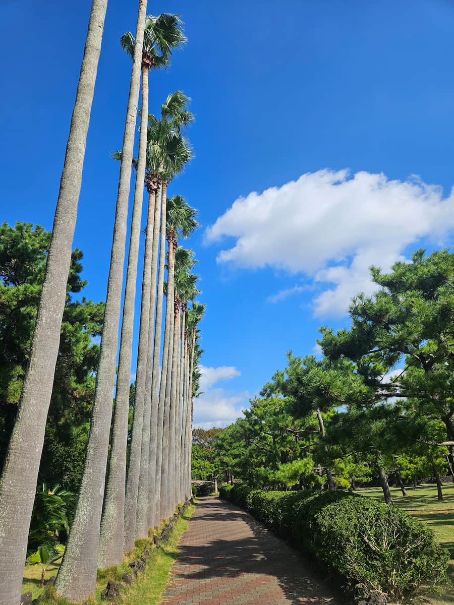 Halim, Jeju Halim, Jeju