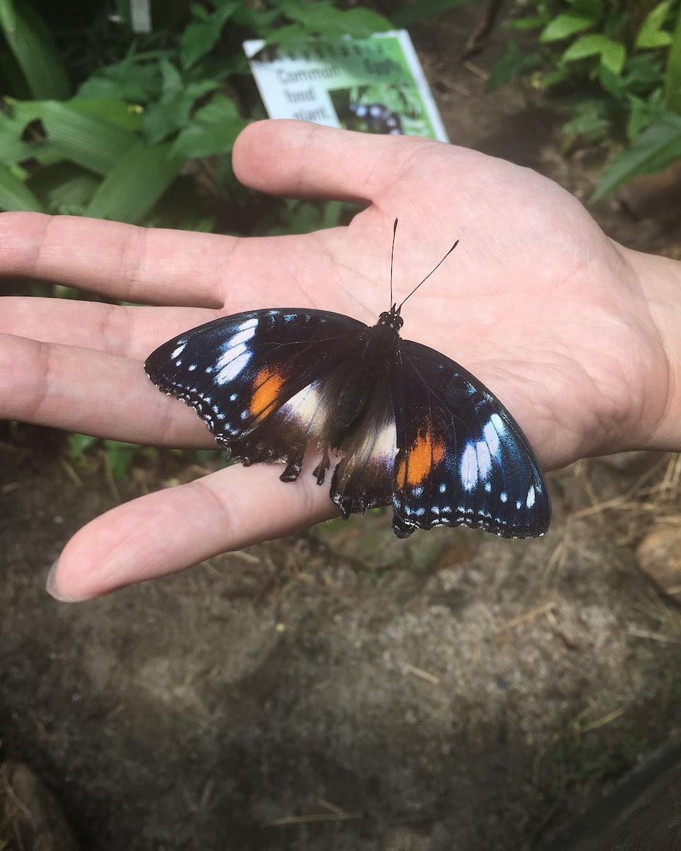 Australian Butterfly Sanctuary Australian Butterfly Sanctuary