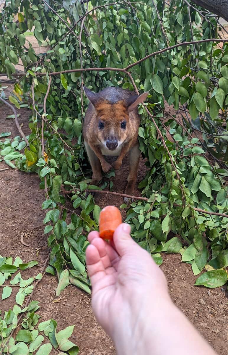 Rainforestation Nature Park Rainforestation Nature Park