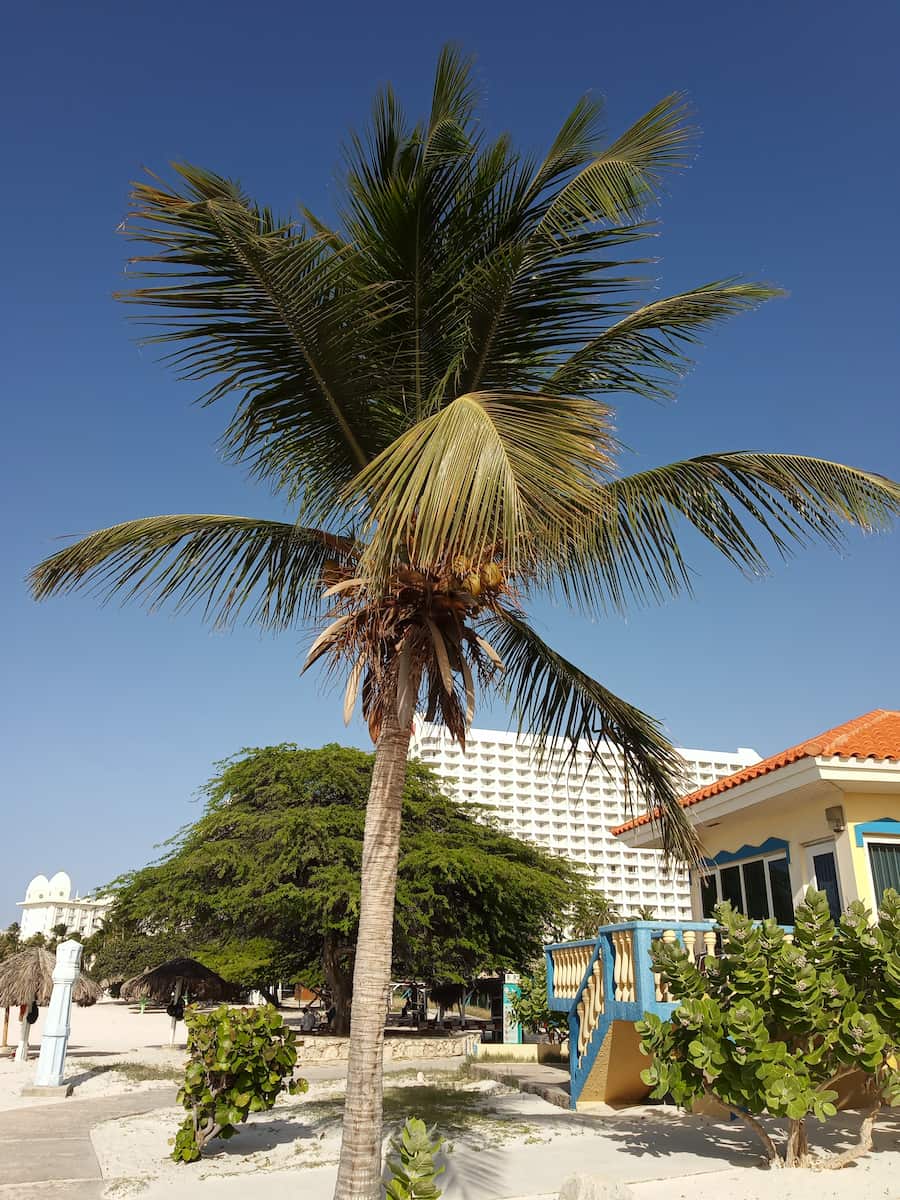 Palm Beach, Aruba Palm Beach, Aruba