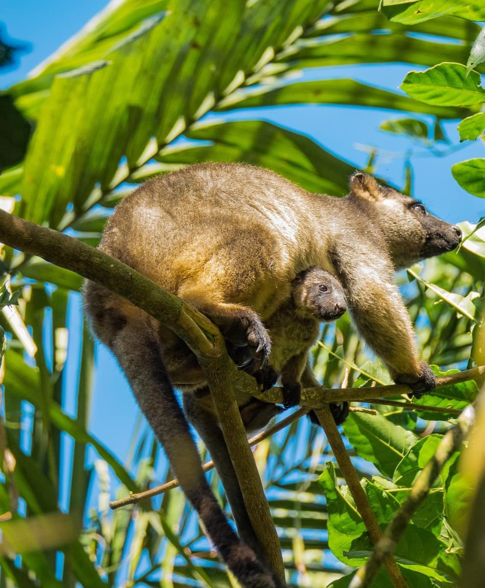 Trinity Beach, Cairns Trinity Beach, Cairns