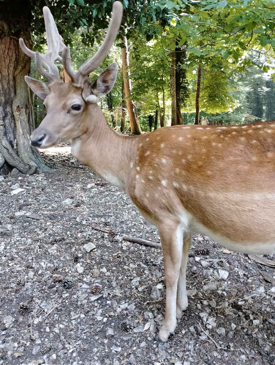 Península de Gargano,, Apulia Gargano Peninsula, Apulia