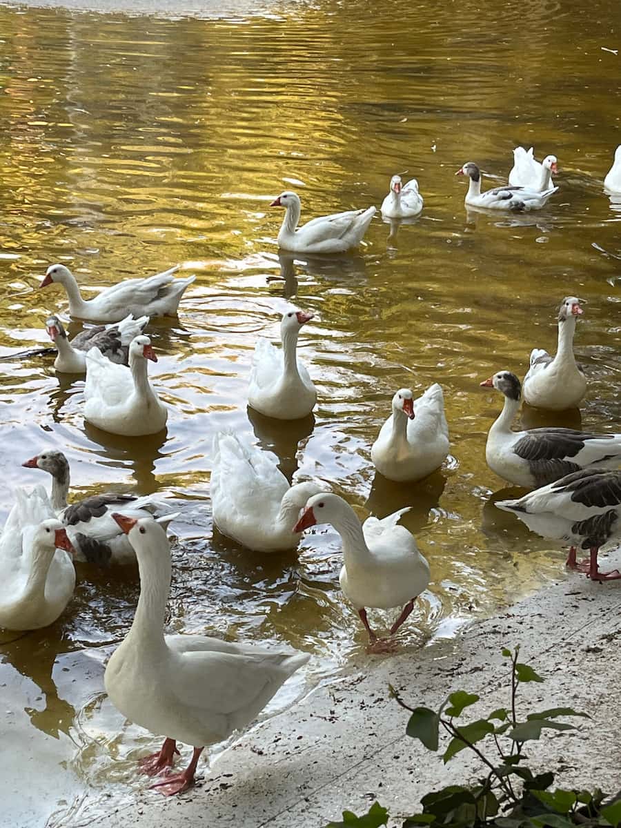 Mexico Park Mexico Park