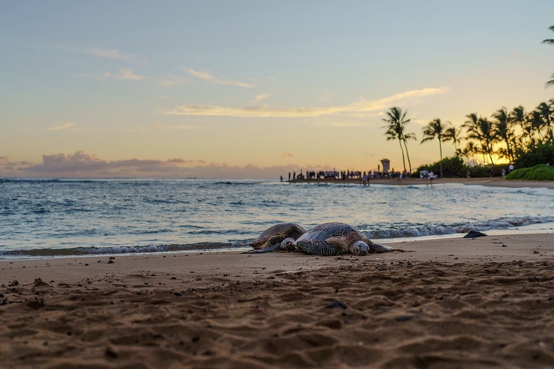 Poipu, Kauai Poipu, Kauai