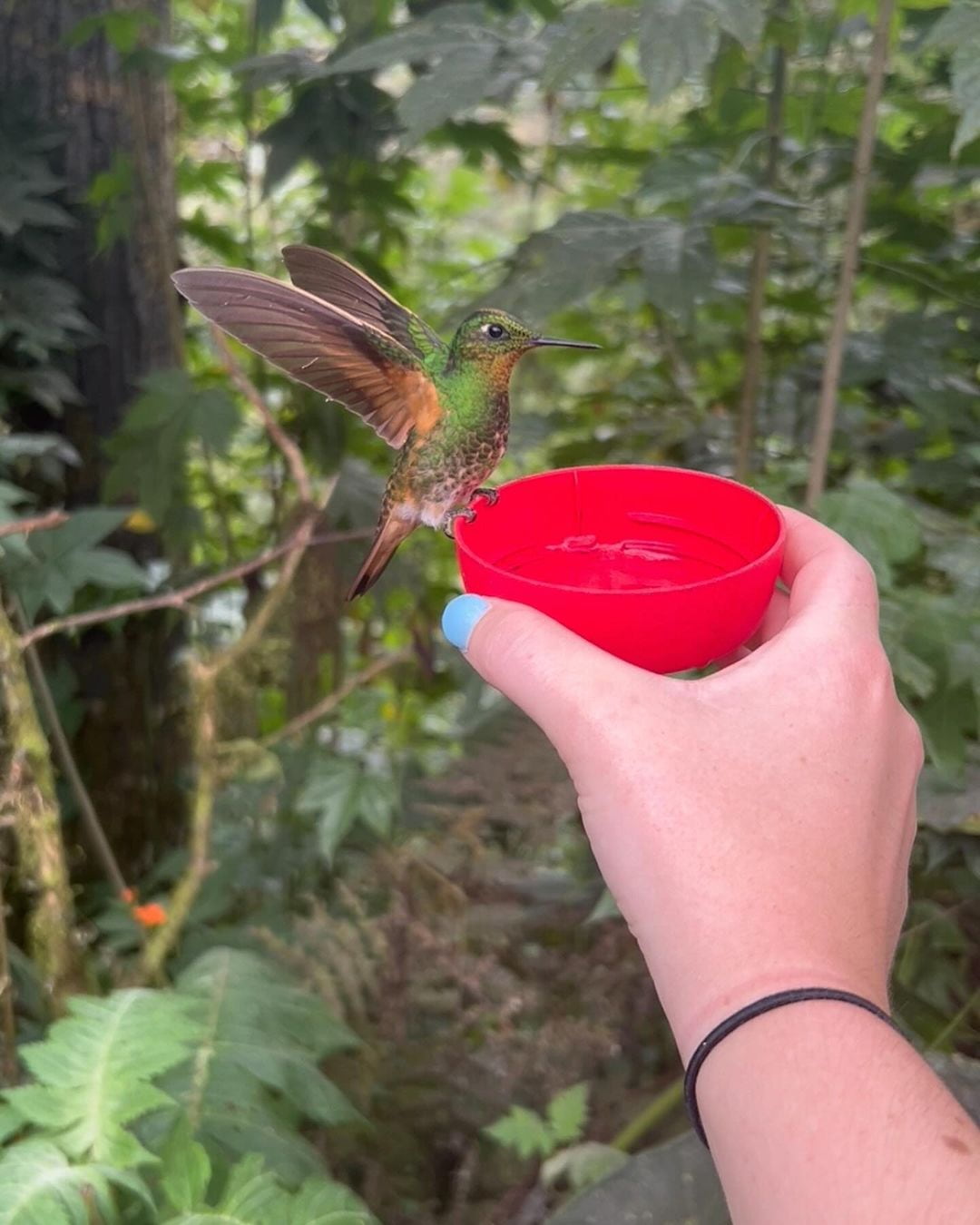 Bellavista Cloud Forest