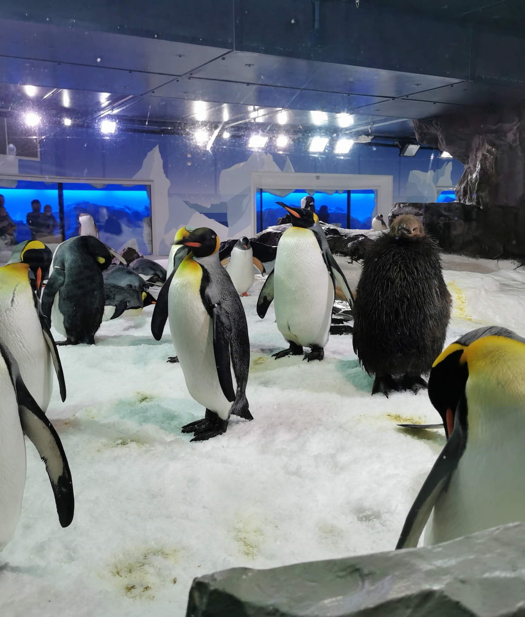 SEA LIFE Kelly Tarlton’s Aquarium SEA LIFE Kelly Tarlton’s Aquarium