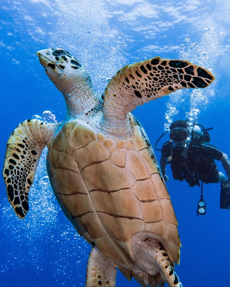 North Cozumel North Cozumel