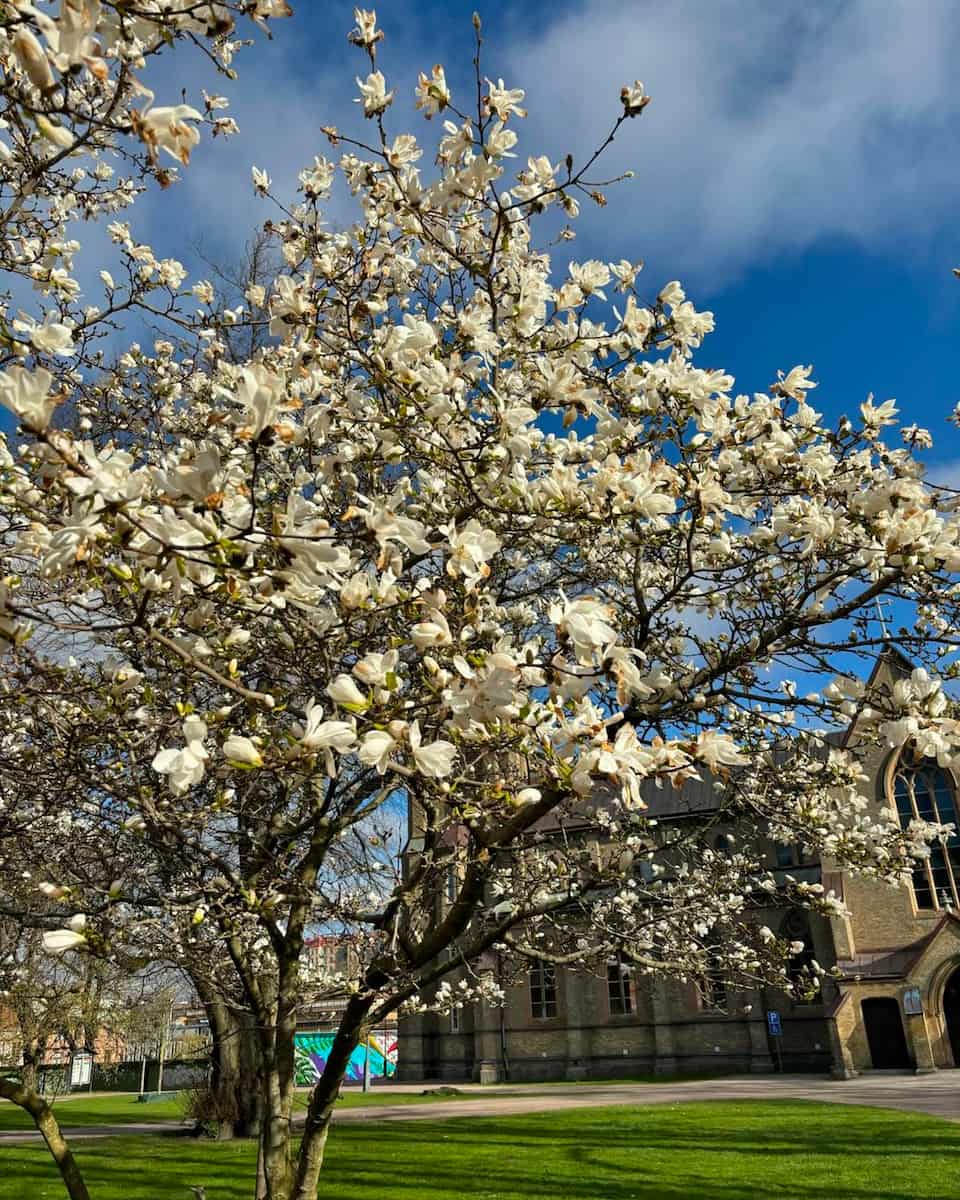Slottsskogen Slottsskogen