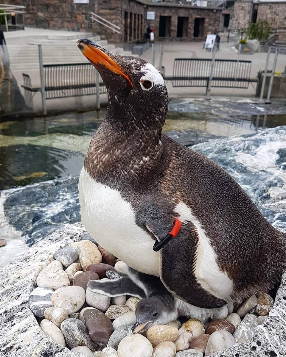 Bergen, Aquarium Bergen, Aquarium