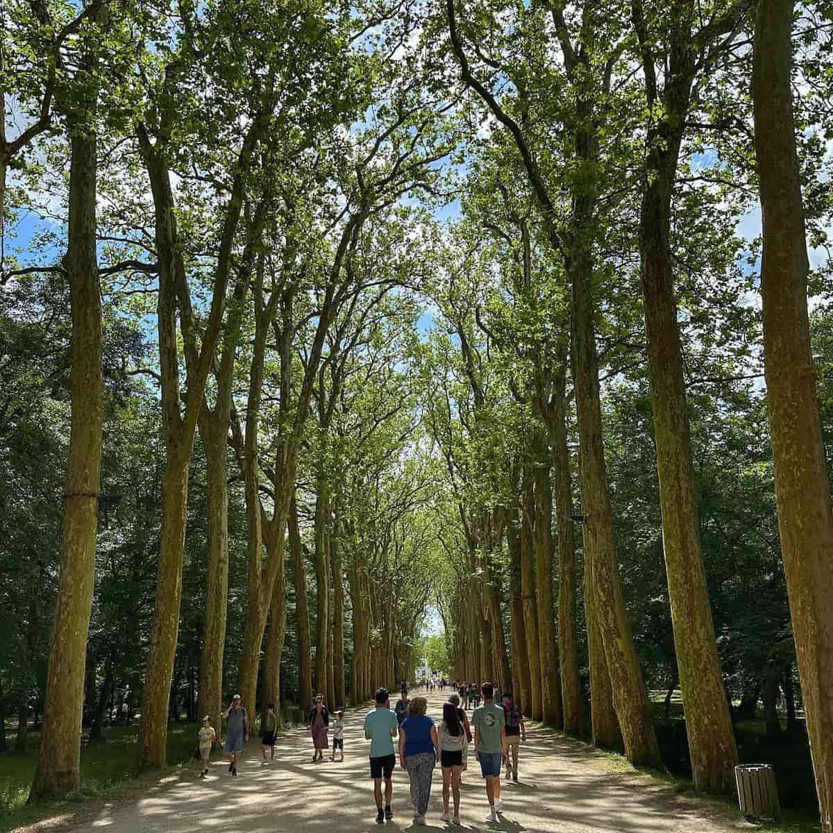 Forest Château de Chenonceau Loire Valley FR Forest Château de Chenonceau Loire Valley FR