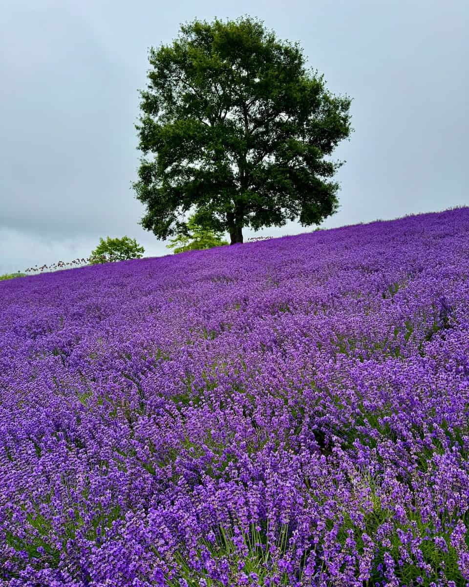 Japan, Hokkaido Japan, Hokkaido