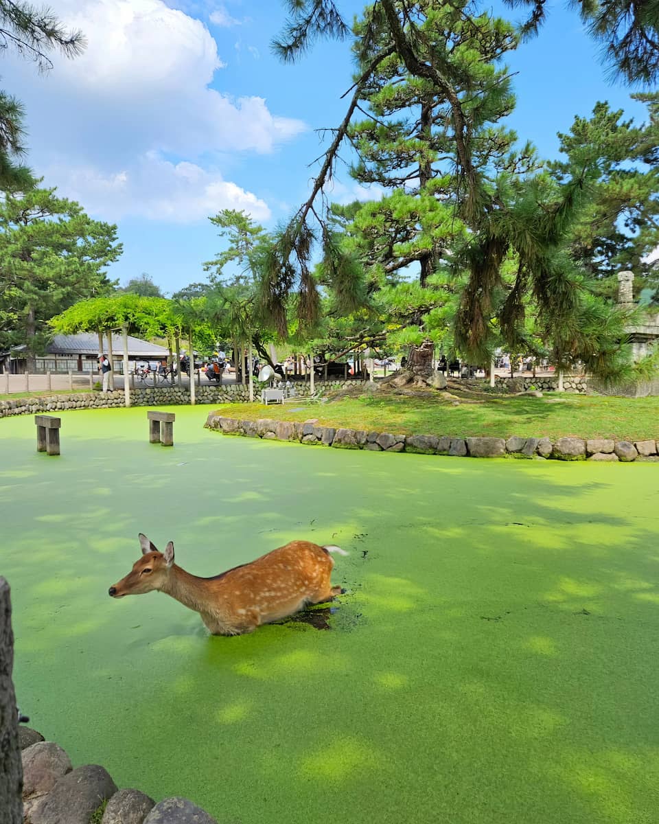Japan, Nara Park Japan, Nara Park