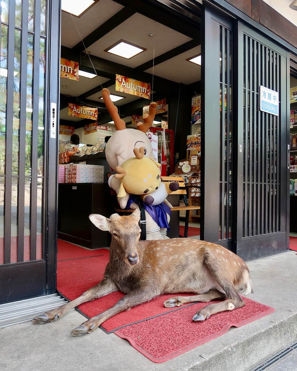 Japan, Nara Park Japan, Nara Park