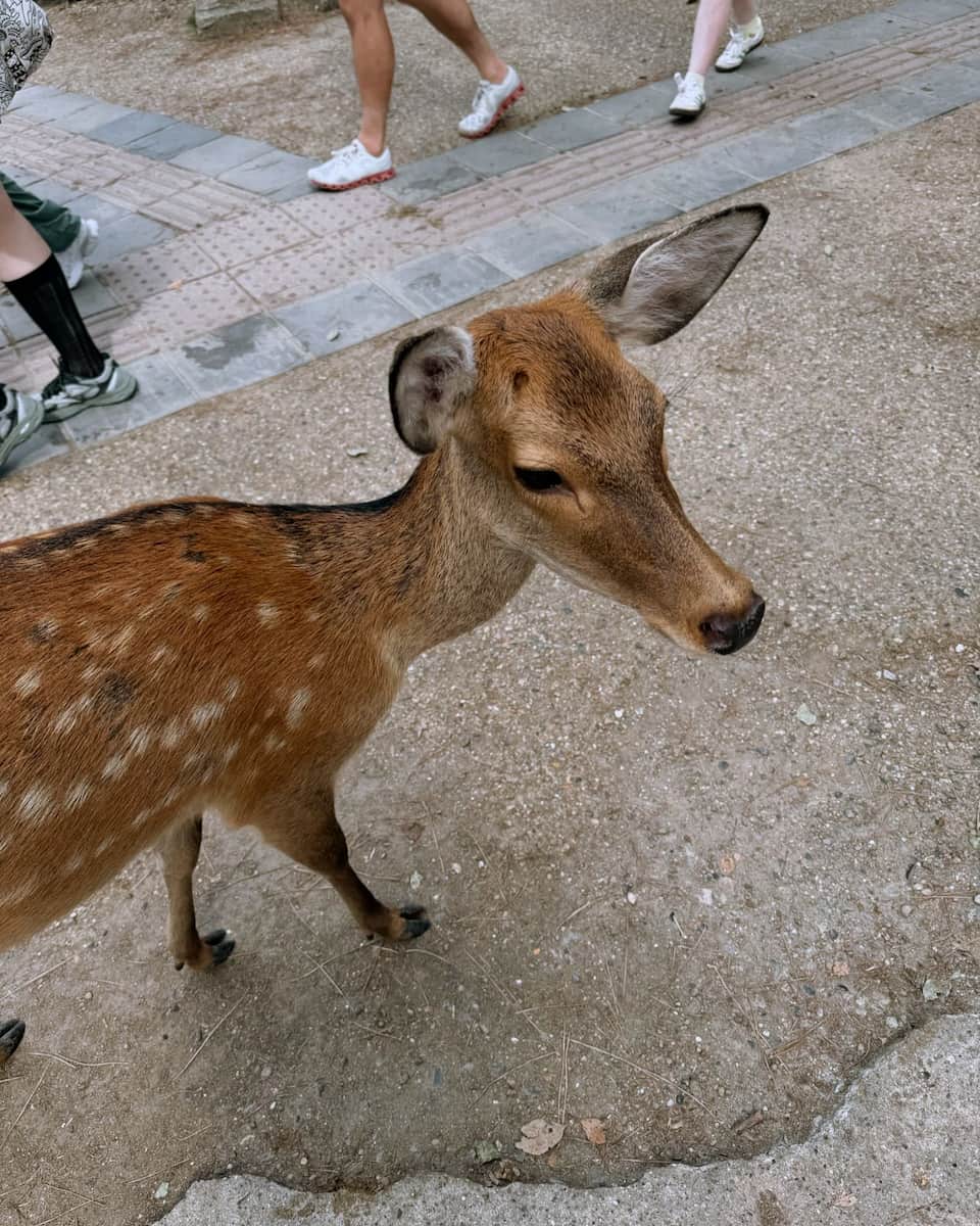 Japan, Nara Park Japan, Nara Park