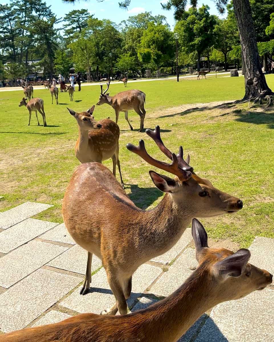 Japan, Nara Park Japan, Nara Park