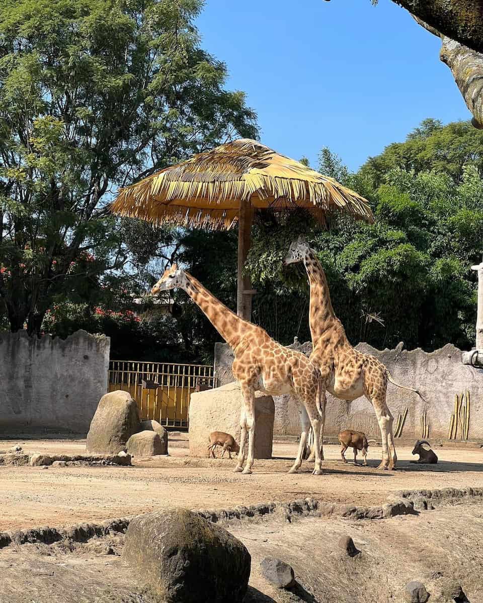 La Aurora Zoo, Guatemala City La Aurora Zoo, Guatemala City