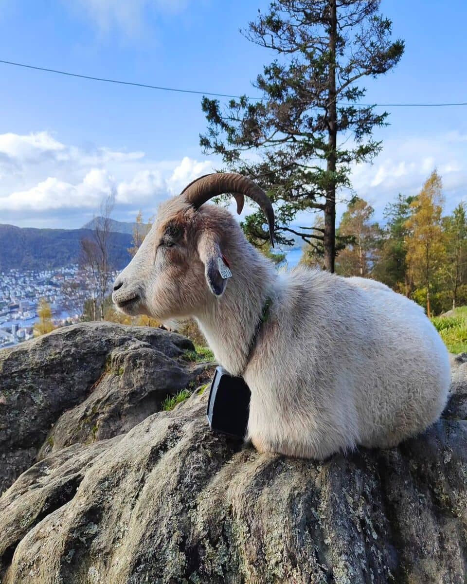 Mount Fløyen Mount Fløyen