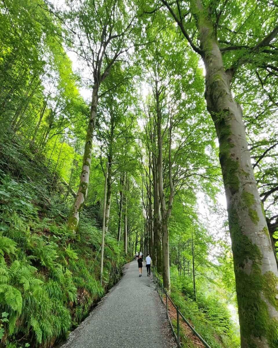 Mount Fløyen Mount Fløyen