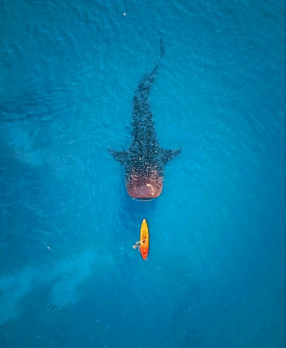 Philippines, Donsol Philippines, Donsol