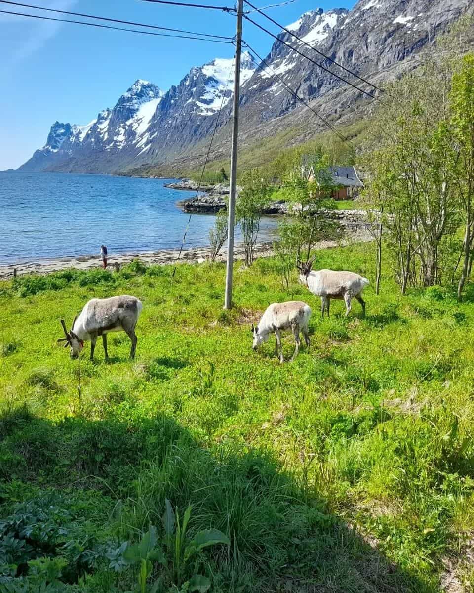 Tromsø, Kattfjordeidet Tromsø, Kattfjordeidet