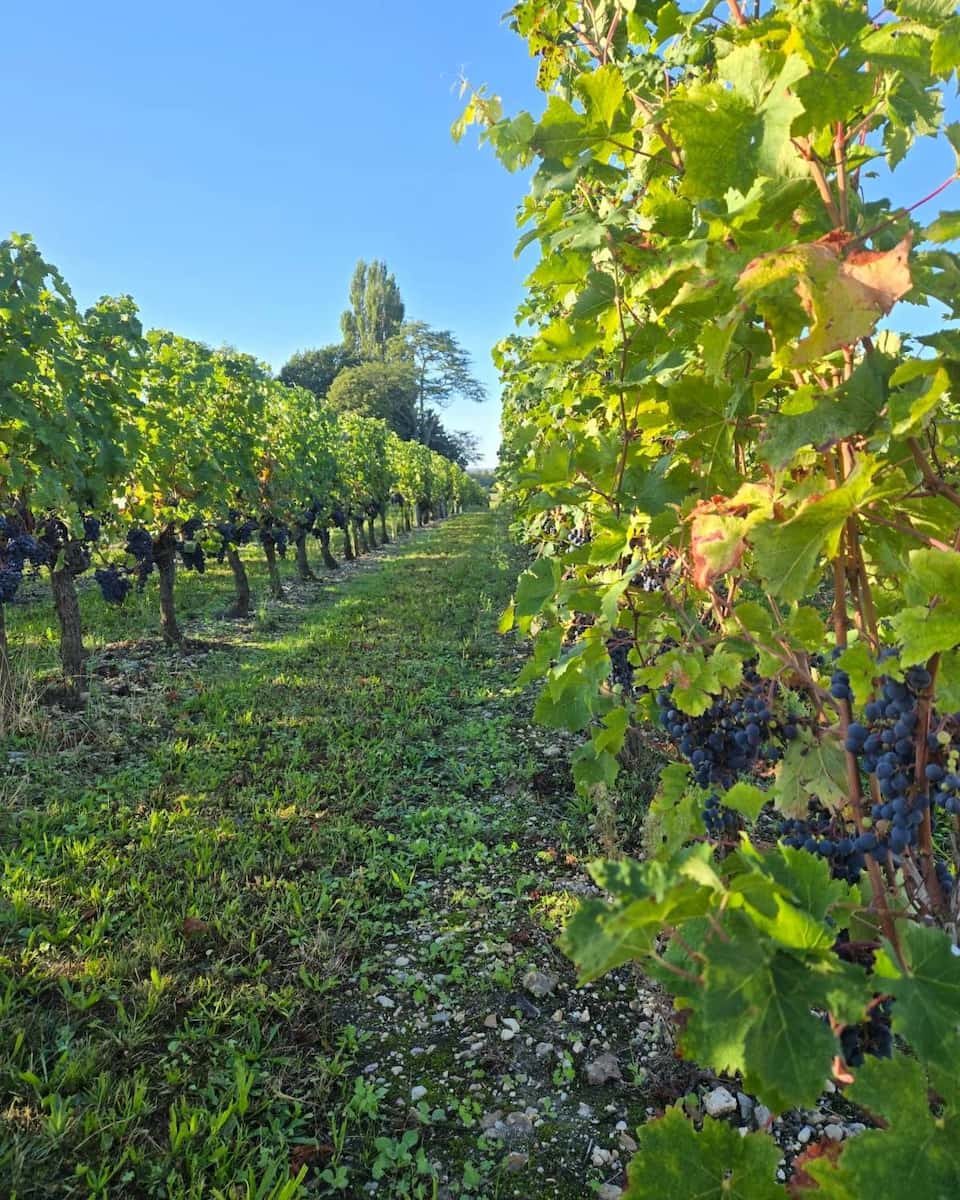 Vineyards Saumur Loire Valley Vineyards Saumur Loire Valley