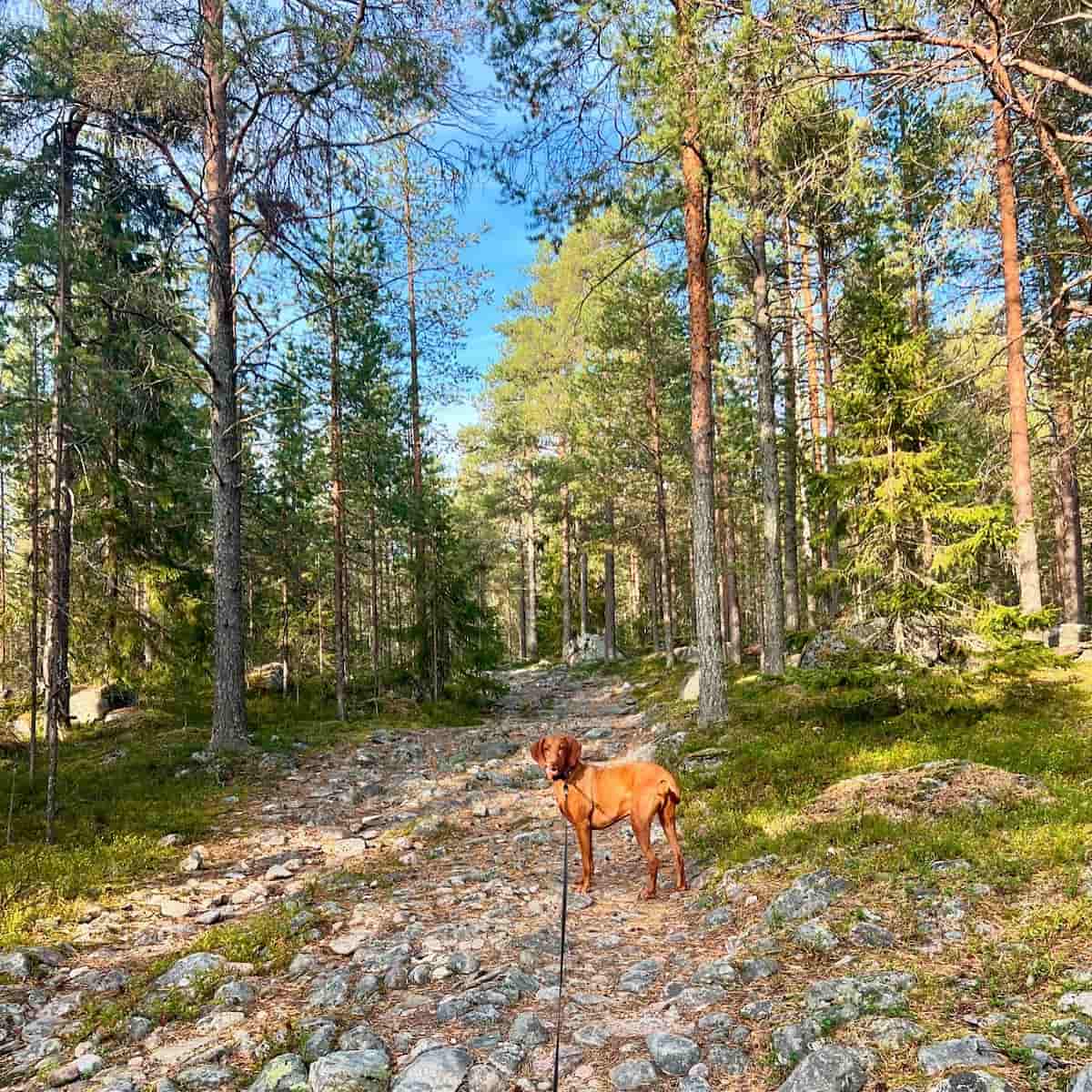 Ounasvaara Area, Rovaniemi Ounasvaara Area, Rovaniemi