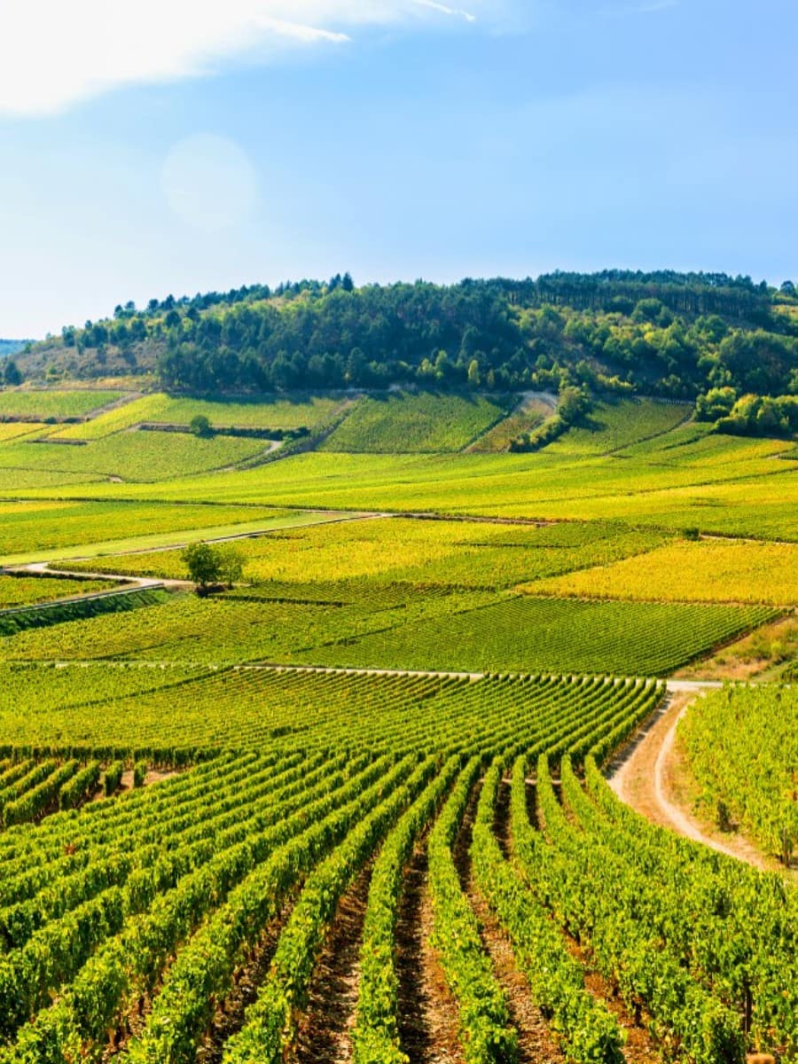 The Côte d'Or, France The Côte d'Or, France