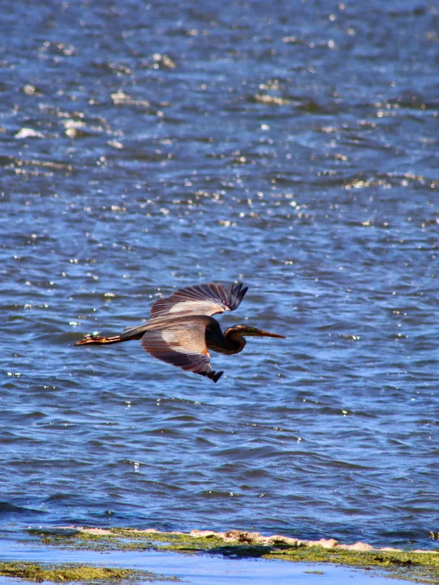 Ria de Aveiro Nature Reserve, Aveiro Ria de Aveiro Nature Reserve, Aveiro