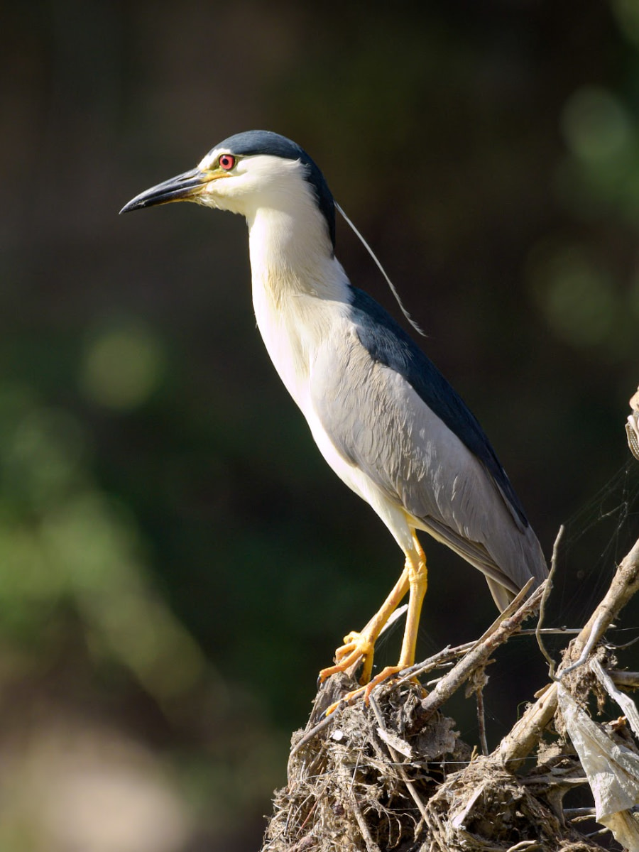 Senda Ecológica del Tajo, Toledo Senda Ecológica del Tajo, Toledo