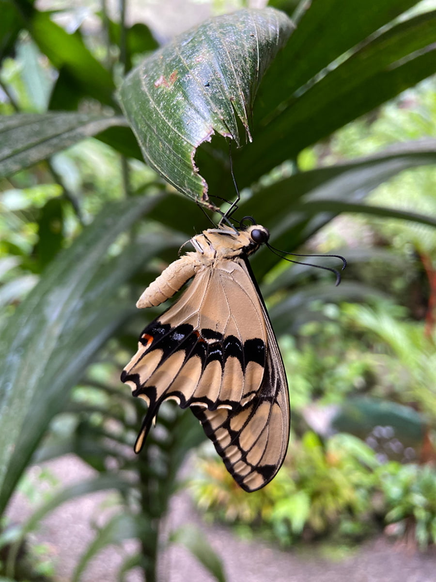 Sukia Park and ZIP LINE, Manuel Antonio Sukia Park and ZIP LINE, Manuel Antonio