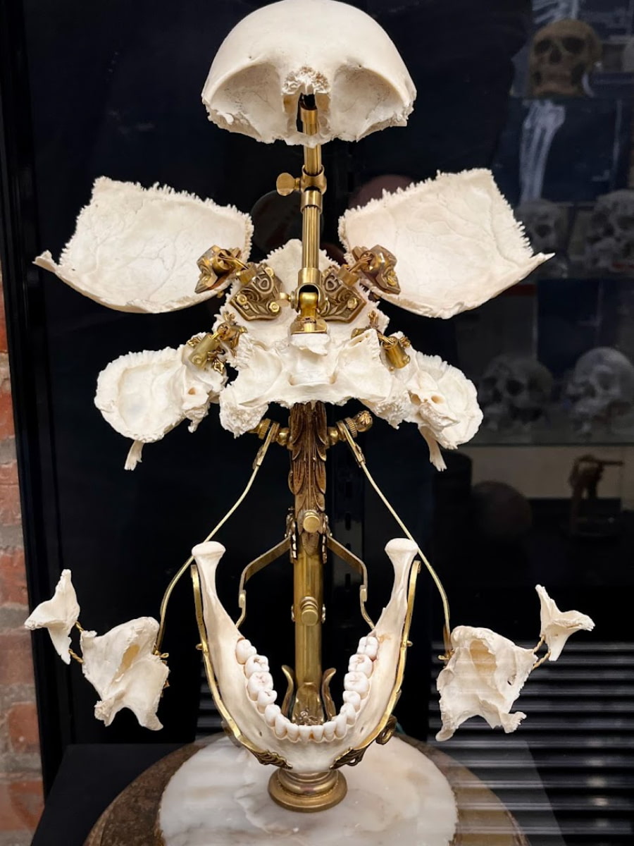 The Bone Museum, Brooklyn The Bone Museum Brooklyn