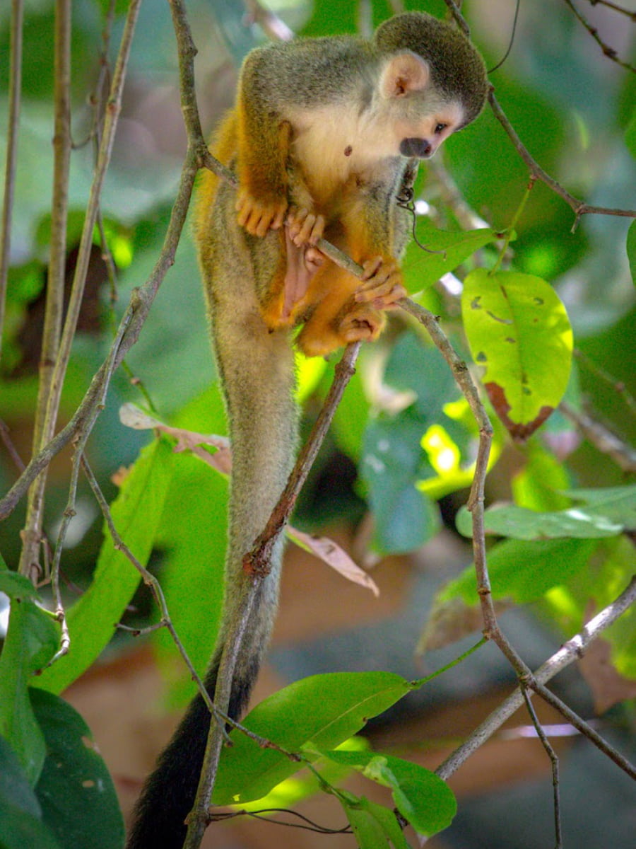 The Cathedral Point, Manuel Antonio The Cathedral Point, Manuel Antonio