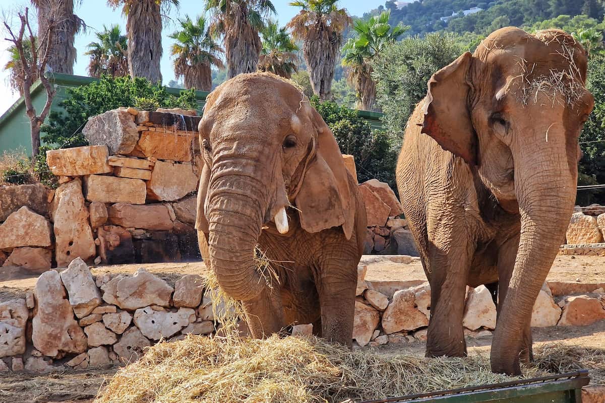 El Zoosafari Fasanolandia, Alberobello El Zoosafari Fasanolandia, Alberobello