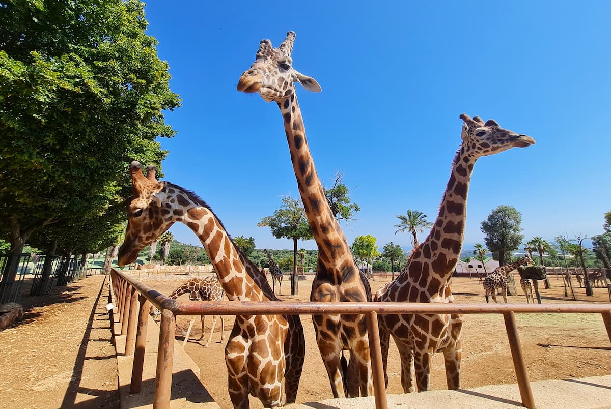 El Zoosafari Fasanolandia, Alberobello El Zoosafari Fasanolandia, Alberobello