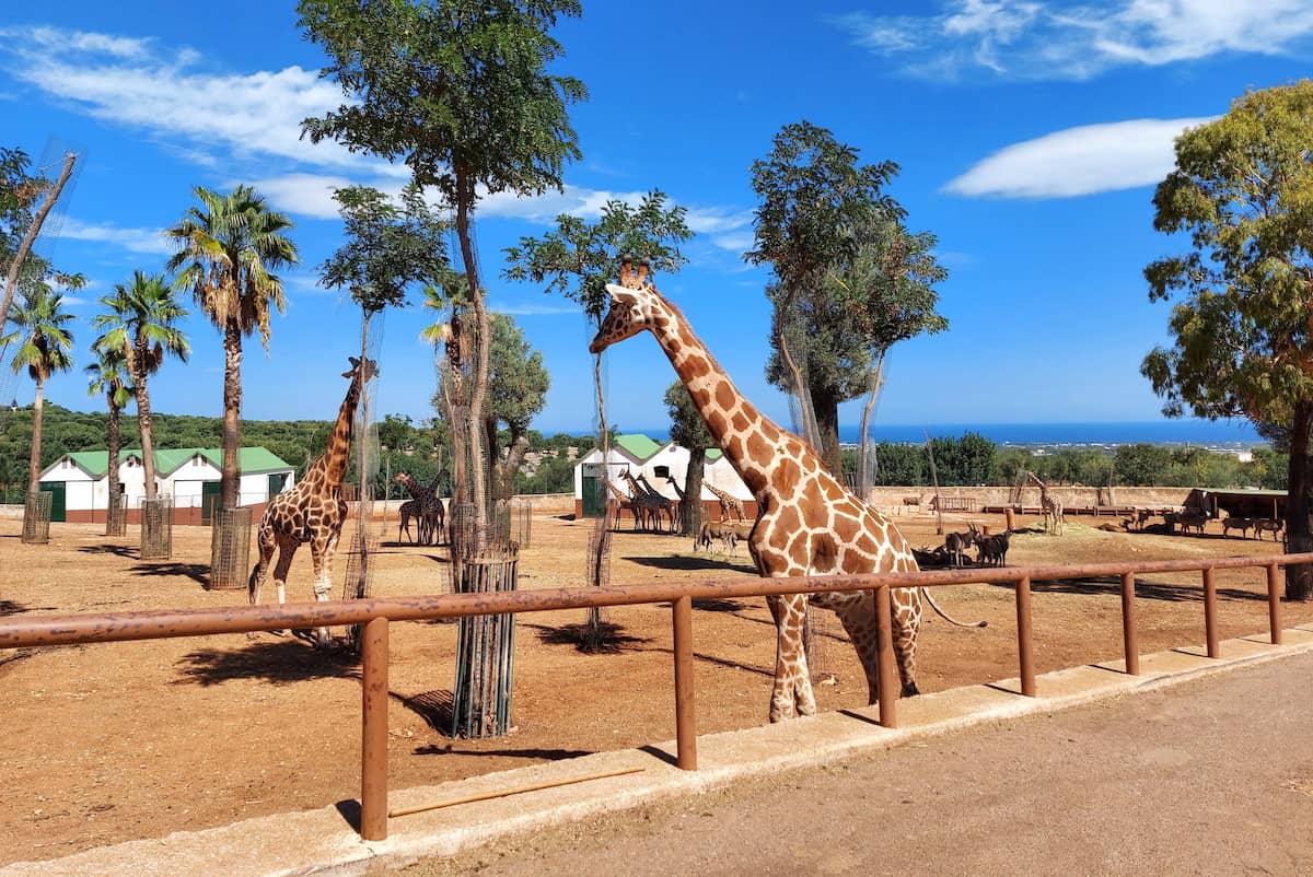 El Zoosafari Fasanolandia, Alberobello El Zoosafari Fasanolandia, Alberobello