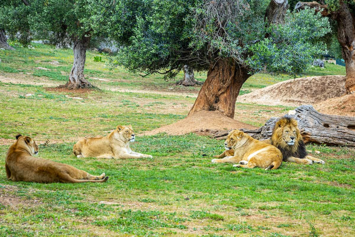 El Zoosafari Fasanolandia, Alberobello El Zoosafari Fasanolandia, Alberobello
