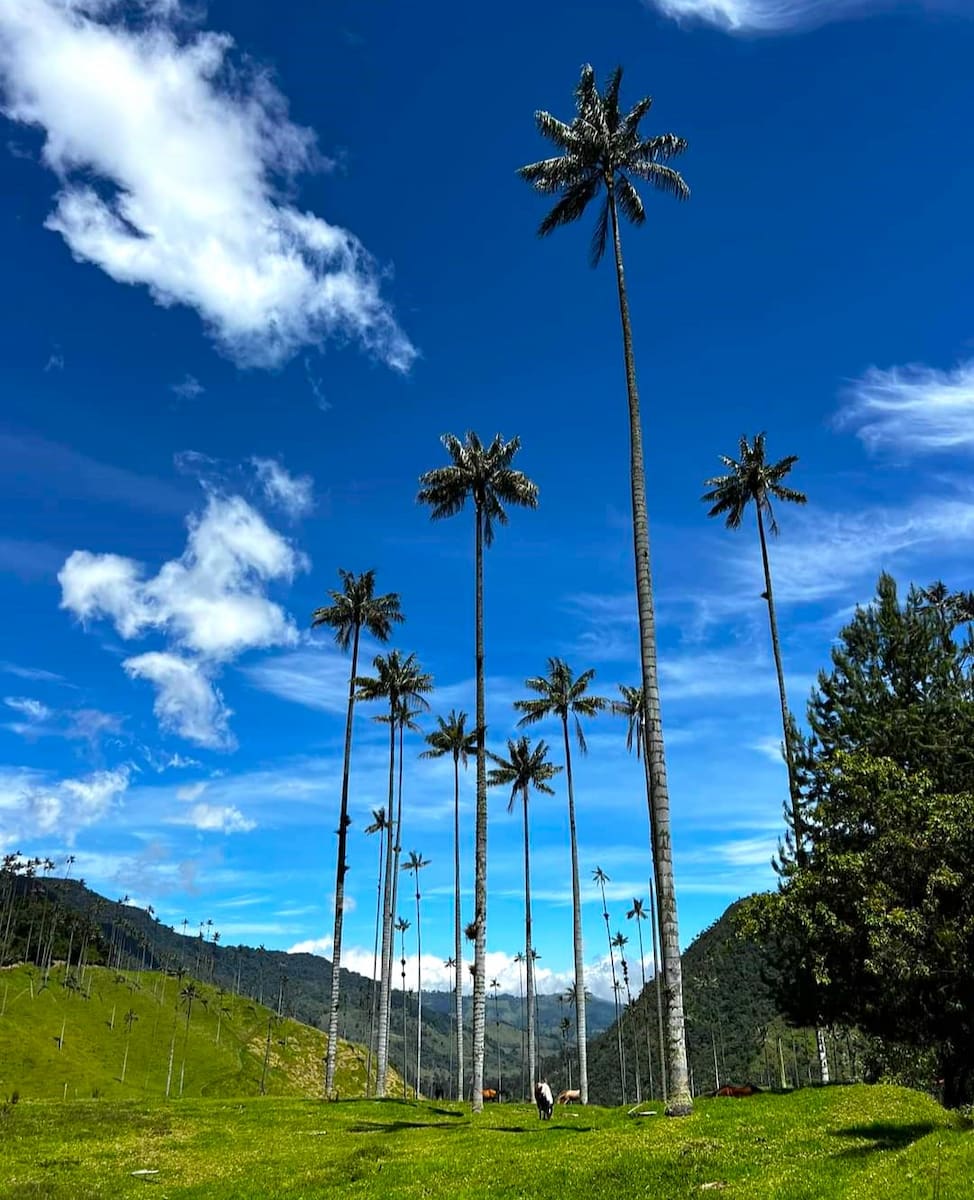 Cocora Valley, Salento Cocora Valley, Salento